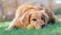 Dieser Golden Retriever hat ein besonders witziges Talent (Video)