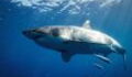 Video zeigt den größten Weißen Hai, der je gefilmt wurde