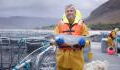 "Zombie-Lachse" vor der Küste Islands: Tierhaltung sorgt für Kritik