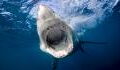 Überlebenskampf: Verfolgungsjagd zwischen Orca und Weißem Hai endet tödlich