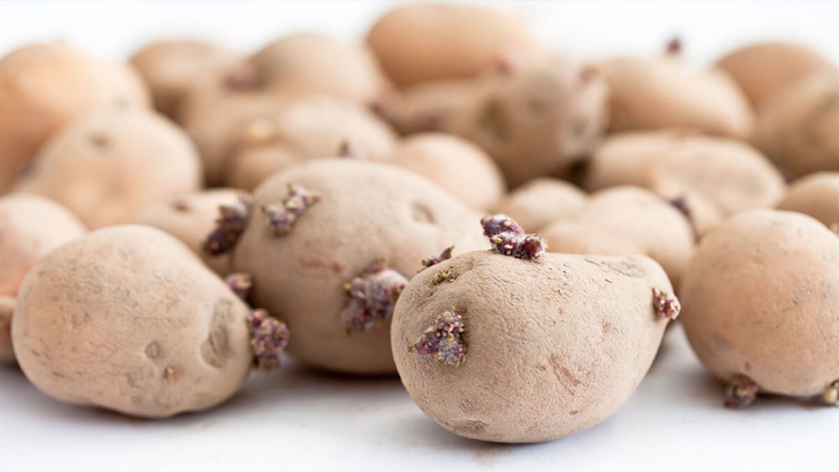 Was Passiert Wenn Man Keimende Kartoffeln Isst Keimende Kartoffeln: Fast alle machen denselben Fehler!