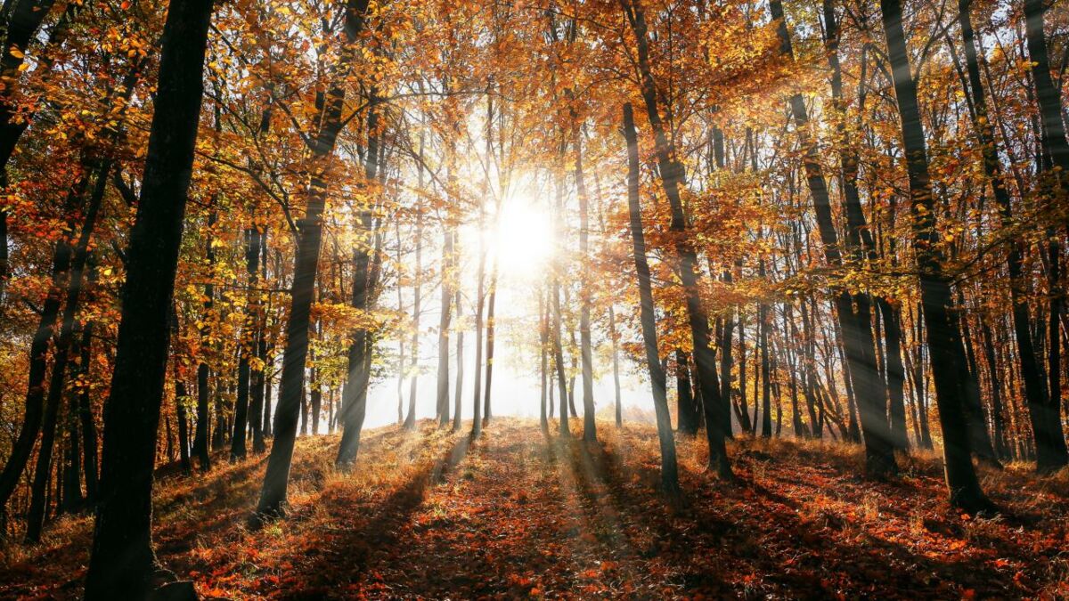 Meteorologe Sprachlos So Finstere Herbstprognosen Gab Es Selten Zuvor - kotlxm0