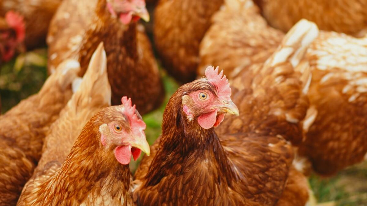 Rekordverdächtige &amp;quot;Peanut&amp;quot;: Ältestes Huhn der Welt auf dem Weg ins ...