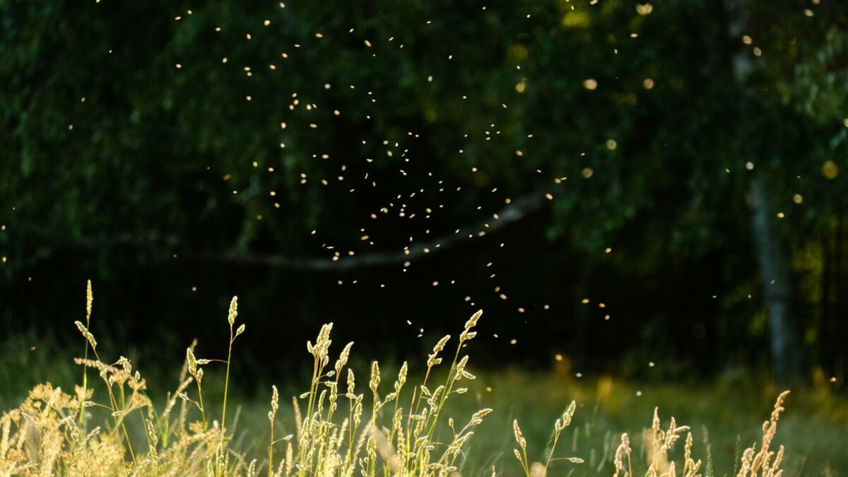 Riesige Mückenschwärme Beliebtes Urlaubsland setzt Flugzeuge zur