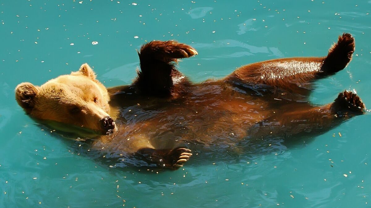 Hitze: Frecher Bär sucht nach Abkühlung und macht es sich im