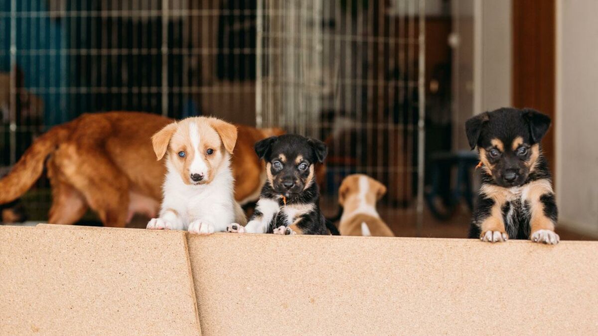 TierheimHund bekommt herzerreißende Nachricht