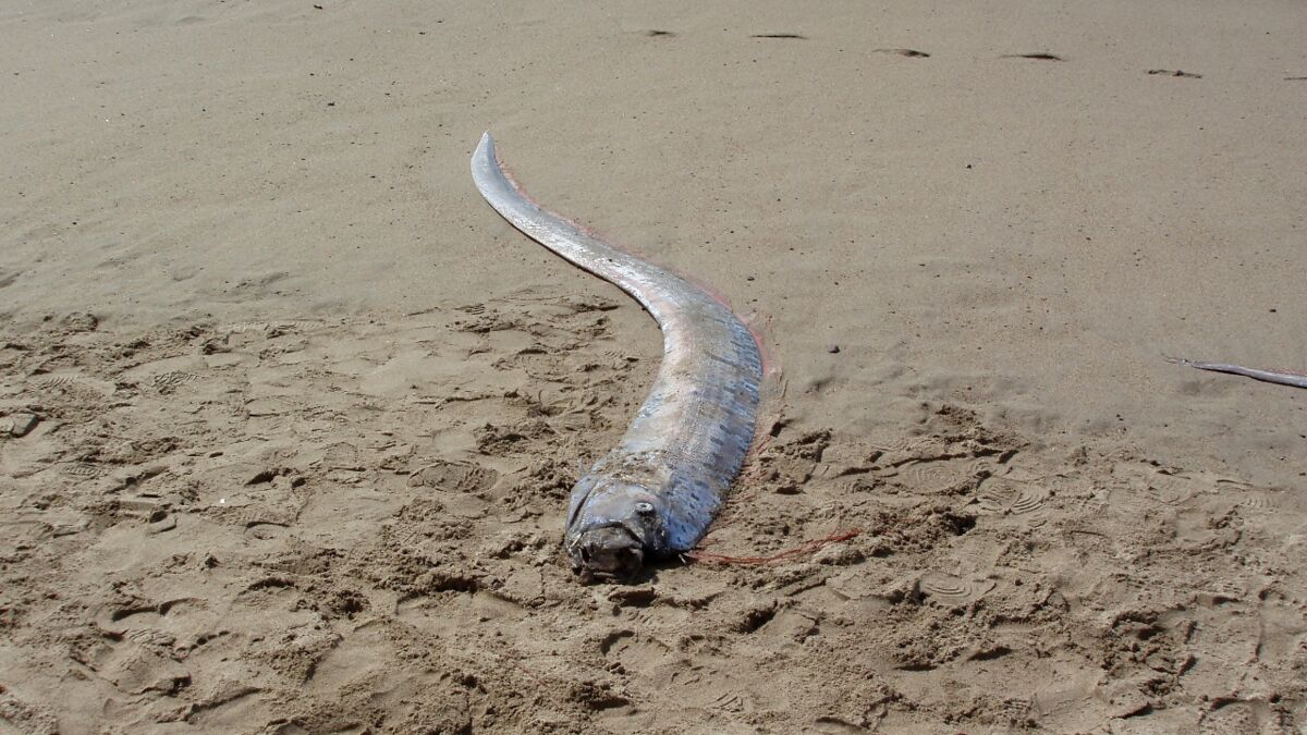 "Vorbote Des Jüngsten Gerichts": Fischfang In Thailand Sorgt Für ...