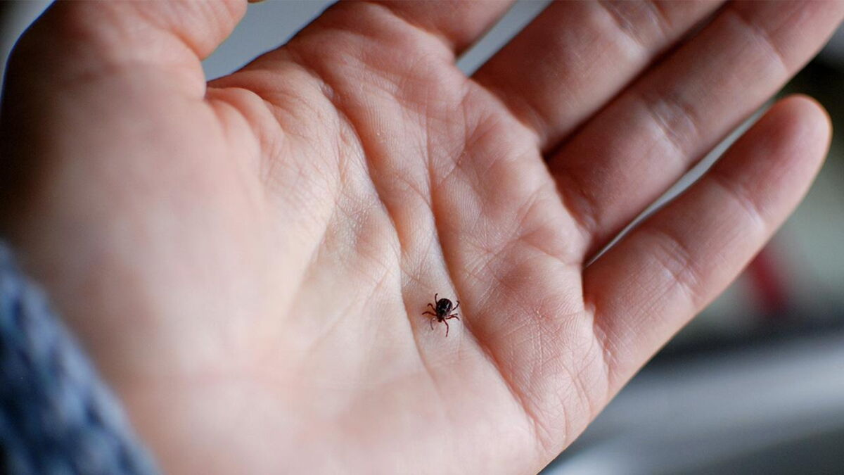 Legen Zecken Eier Auf Menschen Das passiert, wenn Zecken auf deinem Körper winzige Larven legen