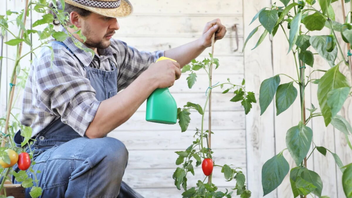 Blattlause Tomaten Hausmittel 1