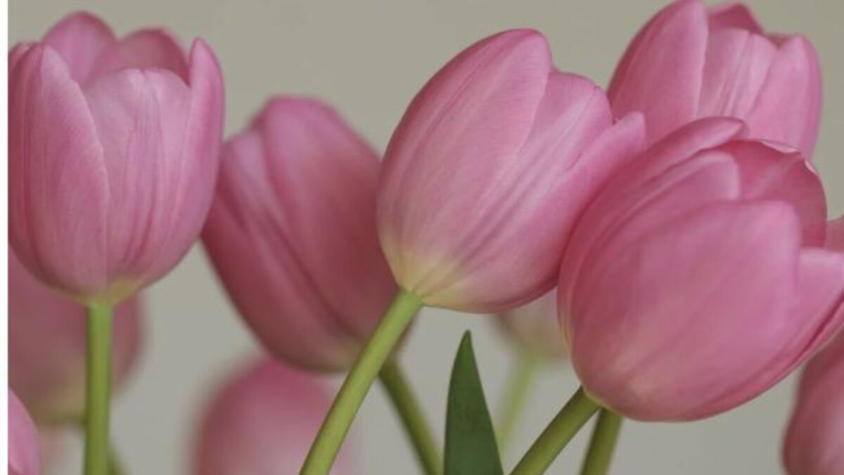 Tulpen: Schnittblumen länger frisch halten