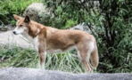 Australien: Ein Dingo rennt auf drei Haie zu, in einer spannungsgeladenen Konfrontation