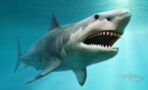 Ausgestorbener Meeres-Räuber: Forscher entdecken Fossil eines Riesenhais