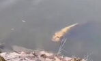 Fisch mit "menschlichem Gesicht" gruselt das Internet (Video)