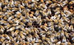 Feuerwehr wegen Bienenstichs gerufen: Vor Ort trifft sie auf einen Schwarm von 40.000 Bienen!