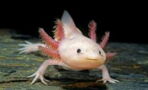 Nach 150 Jahren Forschung: So kann sich der Axolotl selbst regenerieren