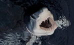 Fund von kopflosem Hai deutet auf Existenz von totgeglaubtem Steinzeit-Tier hin