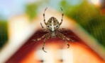 Warum ihr niemals eine Spinne in eurem Haus töten solltet