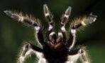 Spinnen könnten die Menschheit auslöschen – innerhalb eines Jahres