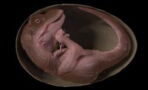 Dinosaurier: 66 Millionen Jahre alter Embryo von Forschenden in sehr gutem Zustand gefunden