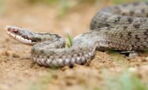 Schlangenalarm: Immer mehr giftige Kreuzottern verstecken sich in Wäldern
