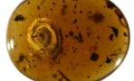 Haarige, 99 Millionen Jahre alte Schnecke in Bernstein gefunden
