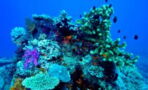 Wegen Klimawandel: Korallenriffe sind nicht mehr zu retten – neue Studie liegt vor