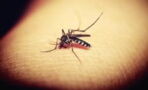 Infektionsgefahr: Heimische Stechmücken verbreiten West-Nil-Virus in Deutschland