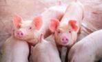 Schweinepest-Alarm: Wie gefährlich ist das hochansteckende Virus für den Menschen?