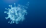 Schwerer Covid-19-Verlauf: Programmierter Zelltod lässt Covid-Zellen explodieren