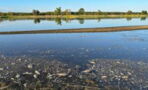 Quecksilber-Umweltkatastrophe: Tonnen von Fischkadavern aus der Oder geborgen