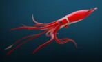 Besonderes Exemplar: Seltener Angriff eines Riesenkalmars in der Tiefsee gefilmt
