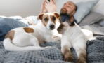 Studie belegt: Tiere sollten nicht mit im Bett schlafen
