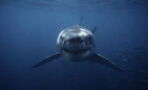 20.000 Meilen unter dem Meer: U-boot filmt mysteriösen Tiefsee-Hai dank eines Trackers