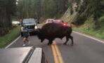 Mann provoziert ein Bison im Yellowstone-Nationalpark und bereut es sofort