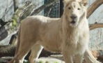 Vermisst: Tierschutz sucht nach weißem Löwen aus Sachsen-Anhalt
