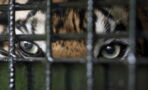 147 Tiger werden aus thailändischem Tempel beschlagnahmt, doch die Aktion nimmt kein gutes Ende