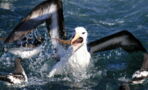 Mithilfe von Albatrossen soll jetzt der illegale Fischfang gestoppt werden
