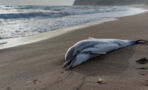 Brutales Delfinsterben in Florida: Für Hinweise gibt es 20.000 Dollar Belohnung