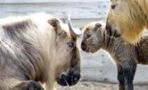 Bedrohte Art: In einem französischen Zoo kommt ein Baby Takin zur Welt