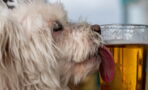 Lustige Werbeaktion: Hundeadoption wird mit Freibier belohnt