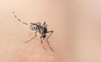 So gefährlich sind Mücken wirklich