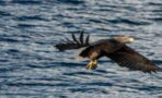 Zum ersten Mal seit 100 Jahren: Seeadler werden in Großbritannien gesichtet
