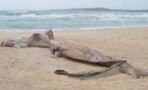 Zehn Meter lang: Spaziergänger finden "Seeungeheuer" am Strand