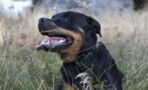 Rottweiler findet schutzloses Baby: Die Besitzer können nicht glauben, wie er reagiert