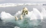Klimawandel: Drei erschreckende Fakten zum Verbleib der Eisbären