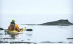 Wal verschluckt zwei Kajakfahrerinnen und spuckt sie wieder aus!