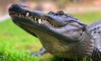 Mann stürzt in Teich und kämpft mit Alligator, um sein Haustier zu retten