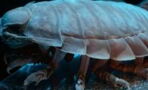 Horror-Meereskreatur entdeckt: Sie könnte Alligatoren verschlingen