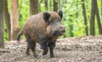 Wildschweinjagd zum Geburtstag: Dieser Mann erlegt drittgrößtes Wildschwein der Welt