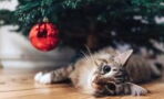 10 Weihnachtsgeschenke für Katzenliebhaber:innen